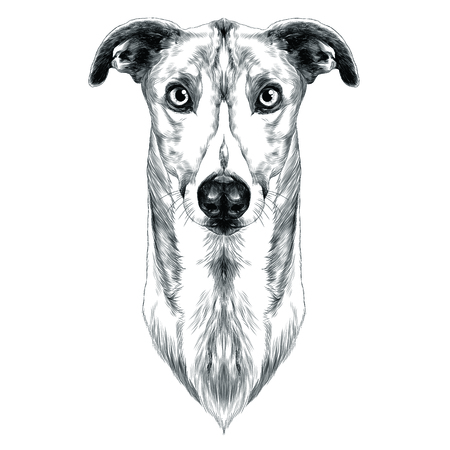 dog breeds Greyhound grass sketch vector graphics monochromeのイラスト素材