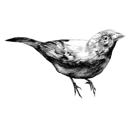 bird amaranth sketch vector graphics monochromeのイラスト素材