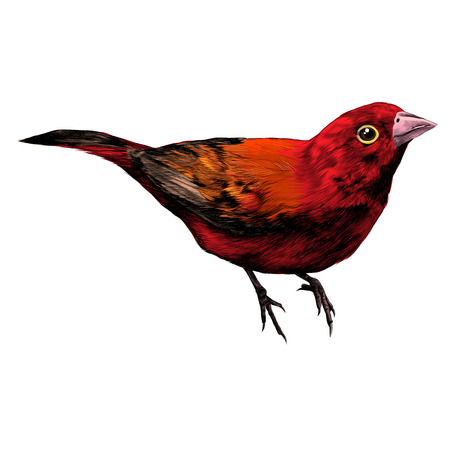bird amaranth sketch vector graphics colorのイラスト素材