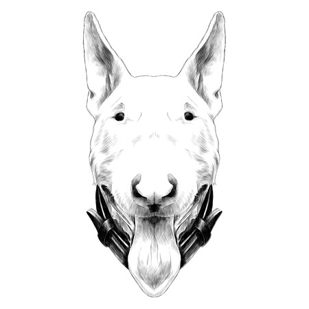 dog head breed bull Terrier sketch vector graphics monochromeのイラスト素材