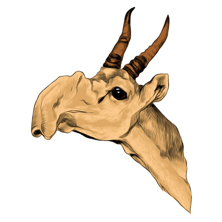 Antelope head sketch graphic design.のイラスト素材