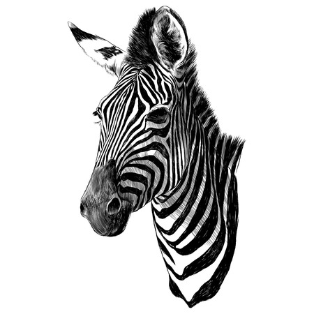 Zebra head sketch graphic design.のイラスト素材