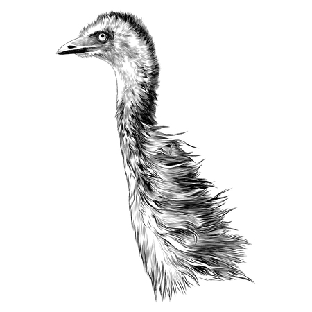 Ostrich sketch graphic design.のイラスト素材