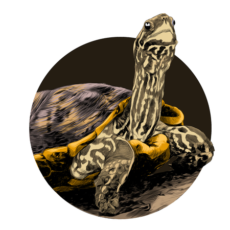 Turtle sketch graphic design.のイラスト素材