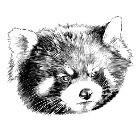 Panda head sketch graphic design.のイラスト素材