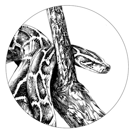 Python sketch graphic design.