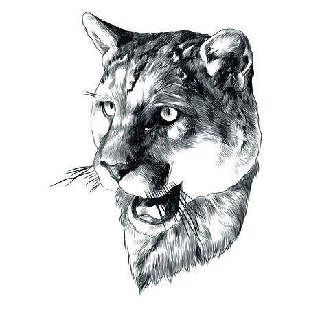 Tiger head sketch graphic design.のイラスト素材
