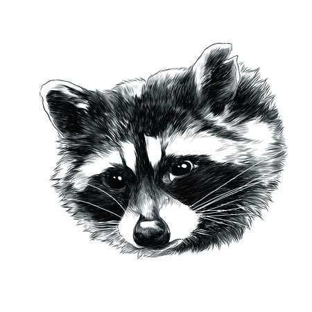 Raccoon head sketch graphic design.のイラスト素材