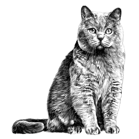 cat sketch vector graphics monochrome black-and-white drawing