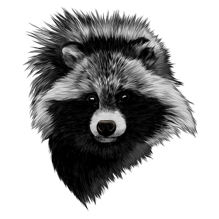 the raccoon dog sketch head vector graphics color pictureのイラスト素材