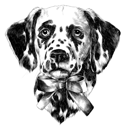 Dalmatians bow sketch vector graphics monochrome black-and-white drawingのイラスト素材