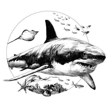 Shark sketch for t-shirt vector graphics monochrome, black-and-white drawing.のイラスト素材