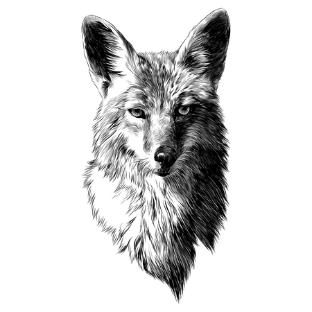 Coyote sketch, head vector graphics. Monochrome, black and white drawing.