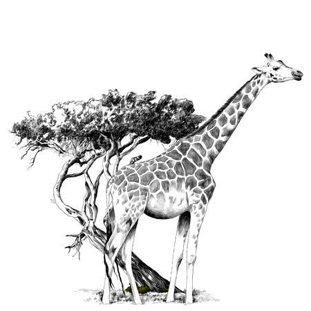 A giraffe standing near a tree sketch graphics, black and white drawing