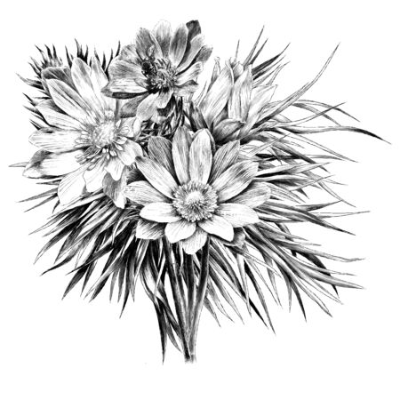Adonis flower branch sprout petals a bouquet set wreath sketch graphics, black-and-white drawingのイラスト素材