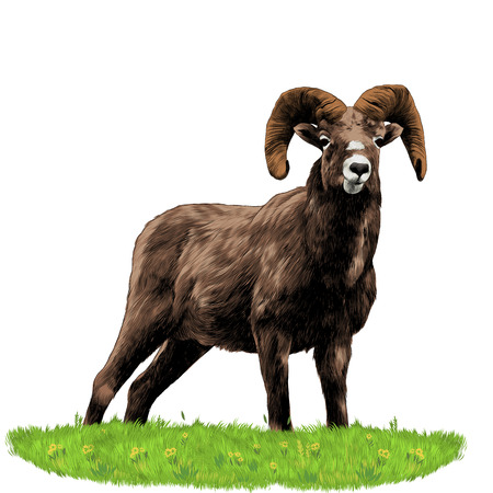A sheep standing in the grass sketch vector graphics color pictureのイラスト素材