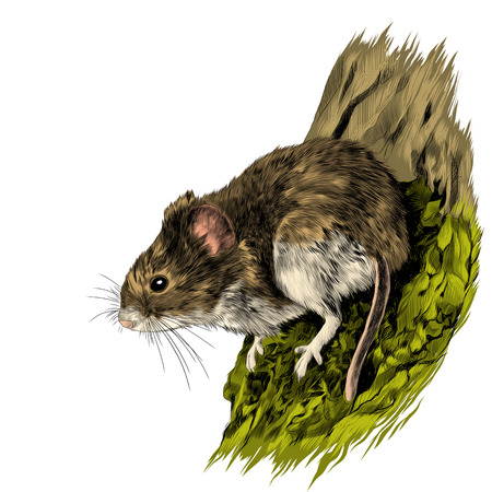 field mouse hanging on a tree trunk, sketch vector graphics color pictureのイラスト素材