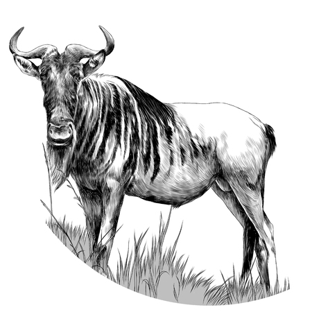 The bull stands in the dry grass sketch vector graphics monochrome drawingのイラスト素材