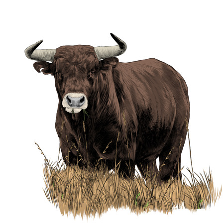 Bull sketch vector graphics color picture