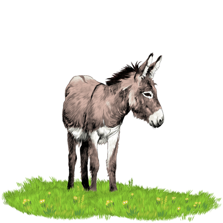 Donkey standing on the grass and looking in the direction of sketch graphics colored pictureのイラスト素材