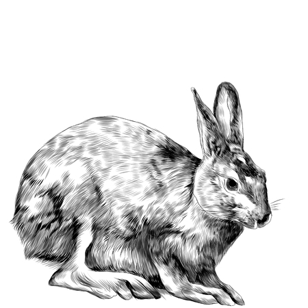 A hare is sitting, sketch vector graphics monochrome drawingのイラスト素材