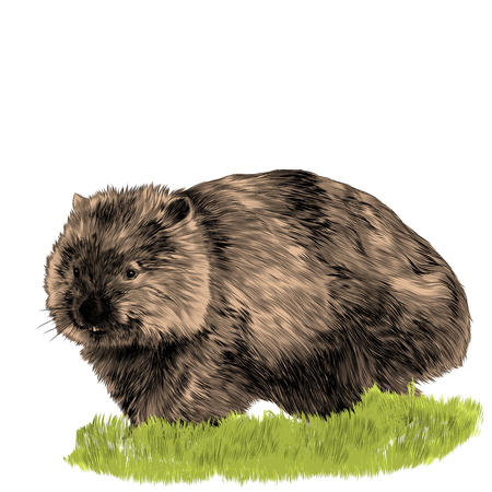 Fluffy wombat sitting in the grass sketch vector graphics color pictureのイラスト素材