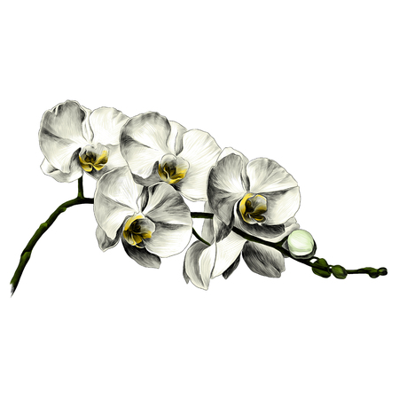 Orchid flower sketch vector graphics color pictureのイラスト素材