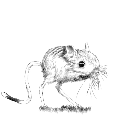 Jerboa standing in the grass sketch vector graphics monochrome drawingのイラスト素材