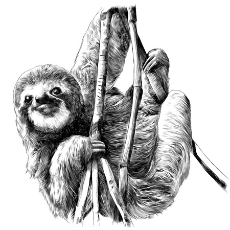 Sloth hanging on the branches. Sketch vector.のイラスト素材