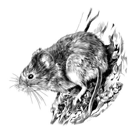 Field mouse hanging on a tree trunk, sketch vector graphics monochrome drawingのイラスト素材