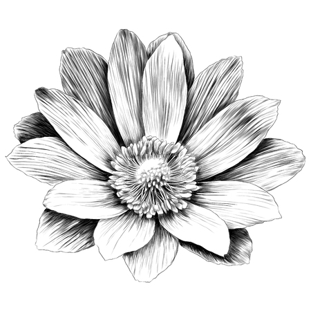 Adonis flower branch sprout petals a bright Sunny sketch vector graphics monochrome black-and-white drawingのイラスト素材