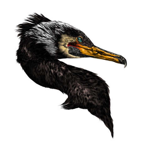 Bird cormorant head sketch vector graphics color pictureのイラスト素材
