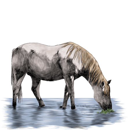 the horse stands in the pond and eat grass sketch vector graphics color pictureのイラスト素材