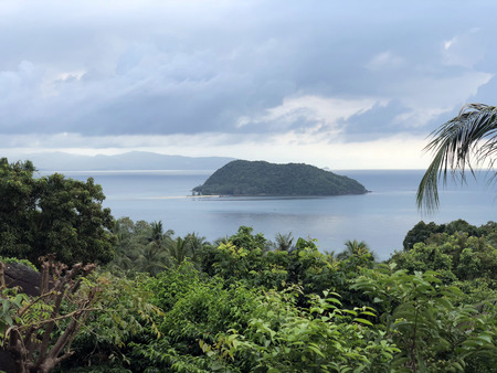 jungle, palm trees, dense, vegetation, trees, greenery, plants