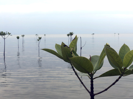 high with branches and leaves sticking out of the water, quiet calm seaの写真素材