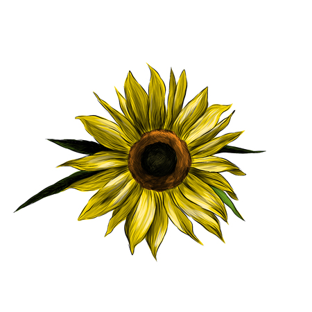 sunflower flower on white background, sketch vector graphic color illustrationのイラスト素材