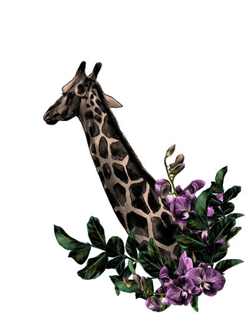 giraffe head sideways with a wreath in the form of a frame from the bottom of the tree branches with leaves and branches of Orchid flowers, sketch vector graphics color illustrationの写真素材