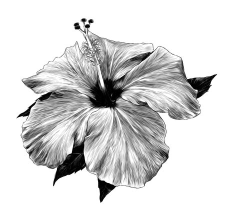 hibiscus flower close - up of a loose Bud with leaves, sketch vector graphics monochrome illustration on white backgroundの写真素材