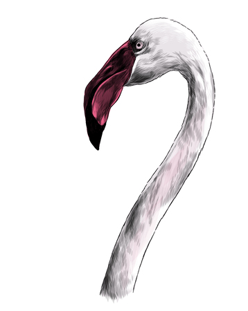 bird head Flamingo with long neck sideways in profile, sketch vector graphic color illustration on white backgroundの写真素材