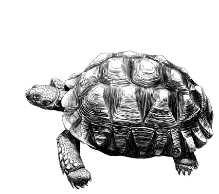 large land turtle with beautiful relief shell, sketch vector graphics monochrome illustration on white backgroundの写真素材