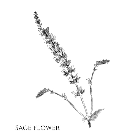 flower sage branch with appendages, sketch vector graphics monochrome illustration on white backgroundのイラスト素材