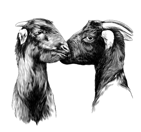two heads of the goats, a boy and a girl touch each other a nice kiss, sketch vector graphics monochrome illustration on white backgroundのイラスト素材