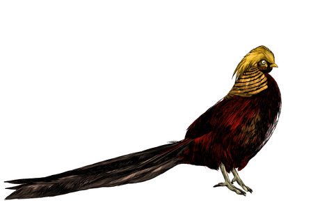 bird Golden pheasant, sketch vector graphic color illustration on white backgroundのイラスト素材