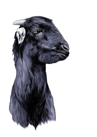 goat head, sketch vector graphic color illustration on white backgroundのイラスト素材