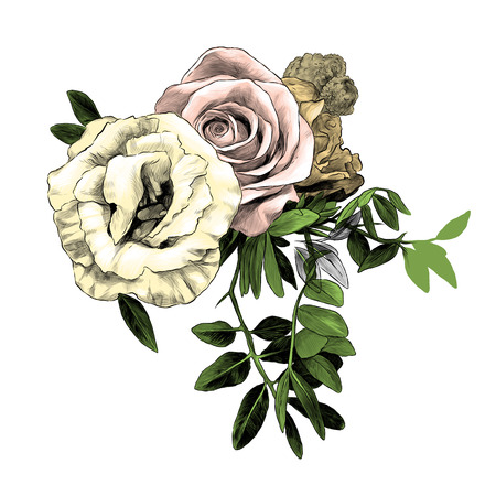 flower arrangement of roses and small leaves, sketch vector graphic color illustration on white backgroundのイラスト素材