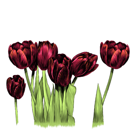 bouquet of tulips, sketch graphics color illustration on white backgroundのイラスト素材