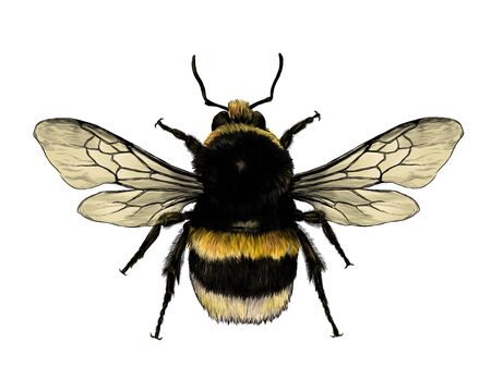 fluffy bumblebee top view with wings, sketch vector graphic color illustration on white backgroundのイラスト素材