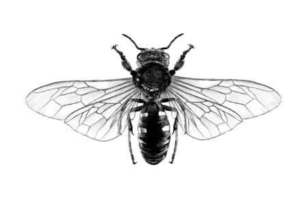 bee with open wings top view symmetrically, sketch vector graphic style monochrome illustration on white backgroundのイラスト素材