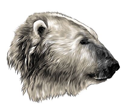 polar bear head in profile, sketch vector graphics color illustration on white backgroundのイラスト素材