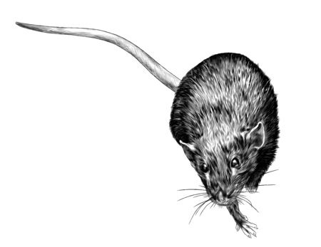 mouse sitting and looking up top view, sketch vector graphics monochrome illustration on white backgroundのイラスト素材